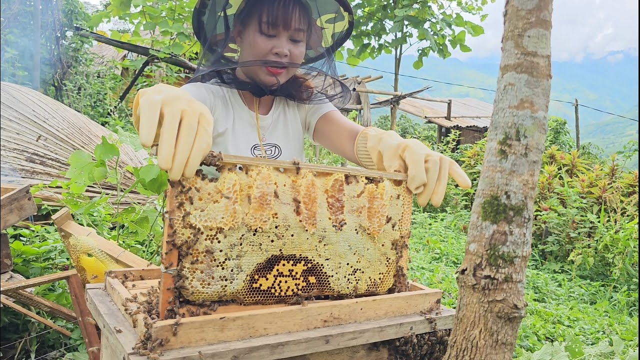 Vietnamese village girl harvests honey and longan fruit from the mountains to sell at the market