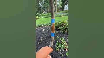 HOW TO KEEP ANTS OFF YOUR FIG TREE???? #fig #garden #figtree #fruittrees #gardening #tree #shorts