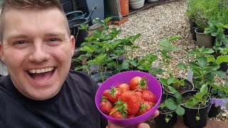 TURNING FRESH STRAWBERRIES INTO JAM - Ep.18, Series 3