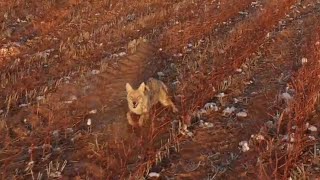 chasing a coyote with my mavic 2 pro drone