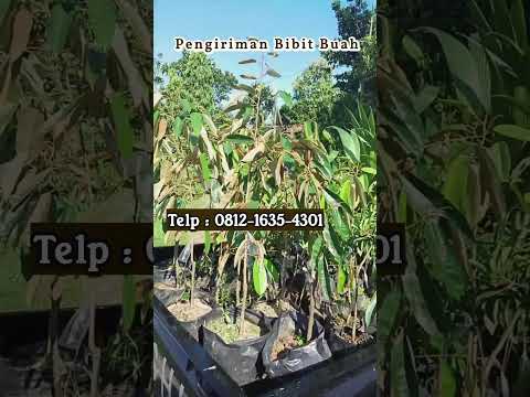 Tingkatkan Produktivitas Kebun Anda dengan Tanam Bibit Durian Tembaga! (Proses Kirim)