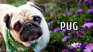 Qual o valor da raça pug?