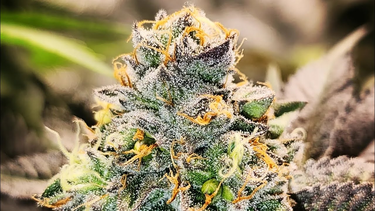 Gelato 33 at flower week 7 day 45 +39 veg & week 4 day 27 +20 veg 😁 pollinated with 90s Blueberry 🫐