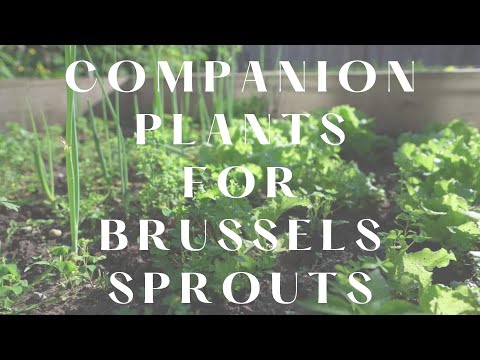 ቪዲዮ: Brussels Sprout Plant Companions፡ ለብራሰልስ ቡቃያ ተስማሚ ባልደረቦች