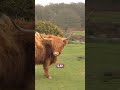 TikTok trend sparks cow chaos as visitors urged to step back
