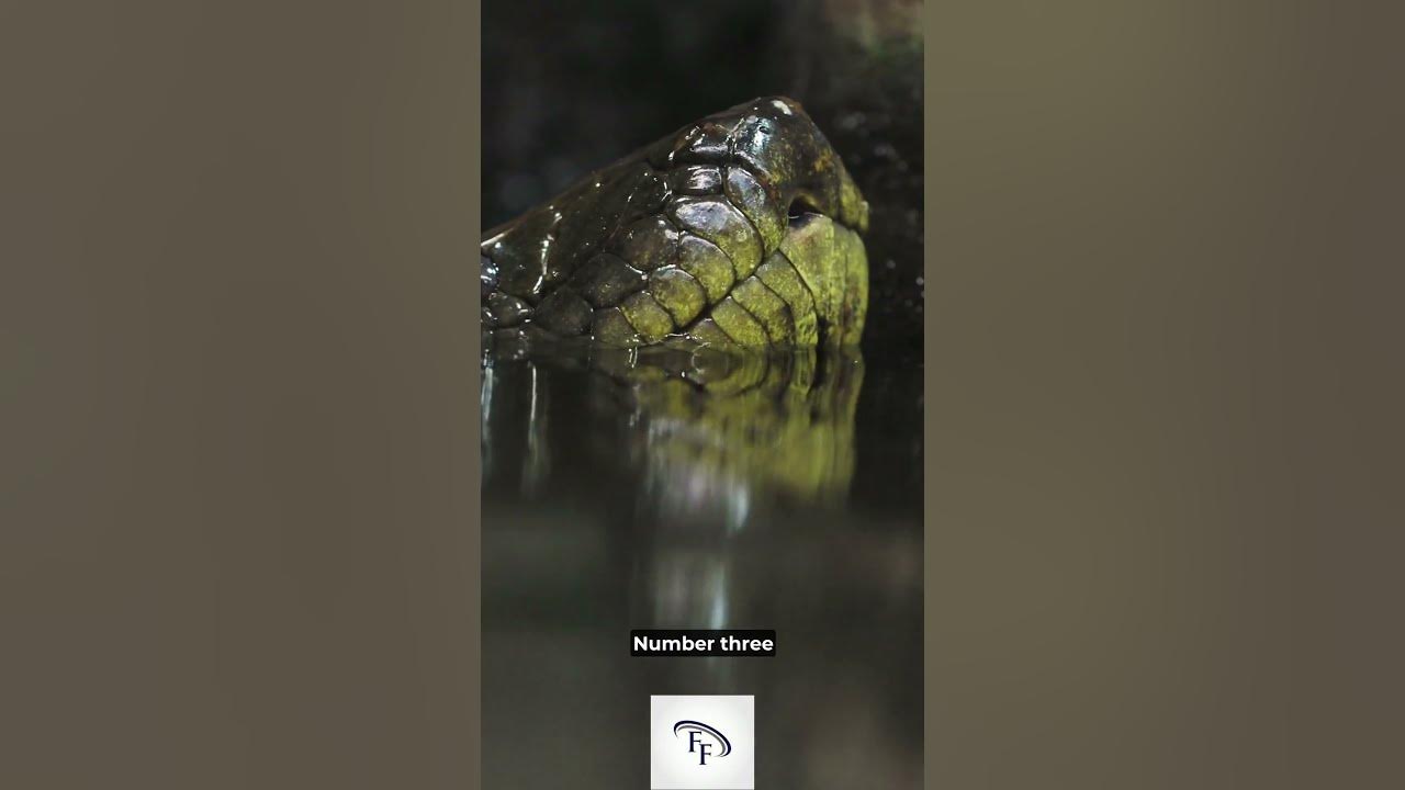5-fun-facts-about-green-anacondas-funfacts-interestingfacts-facts