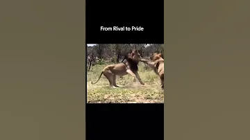 From Rival To Pride 