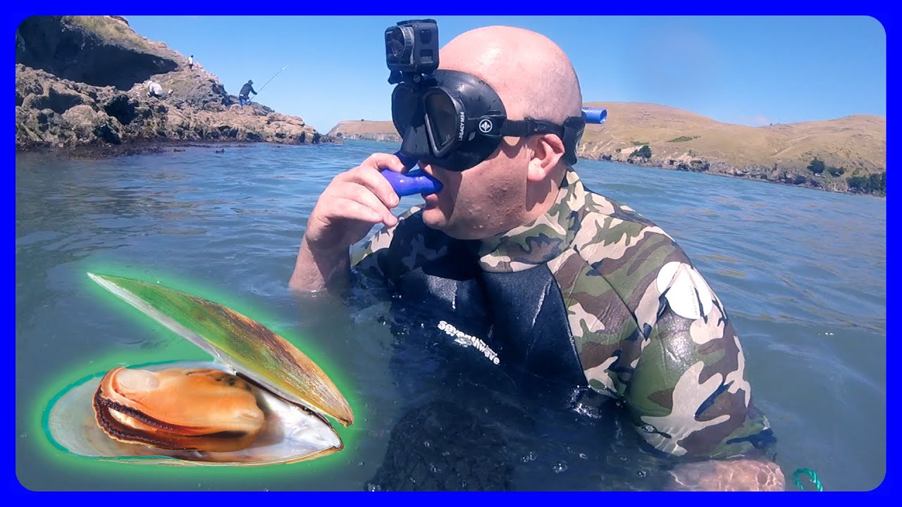 Snorkeling for Taylors mistake mussels & make mussel chowder YouTube