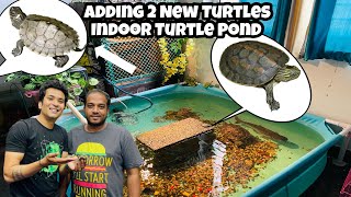 INDOOR TURTLE POND | Adding New Turtles | Golden Thread Turtle | Mississippi Map Turtle