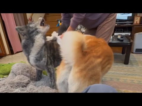 身体拭きのシメはにゃんこキャッチでビシッと決める秋田犬ぱたこ【Akita-inu】@akita-inu-pata