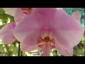 🔵 ЧТО Я ДЕЛАЮ после покупки ОРХИДЕИ. Избавляем орхидею ОТ ВСЕХ НАСЕКОМЫХ ЗА ОДИН РАЗ!