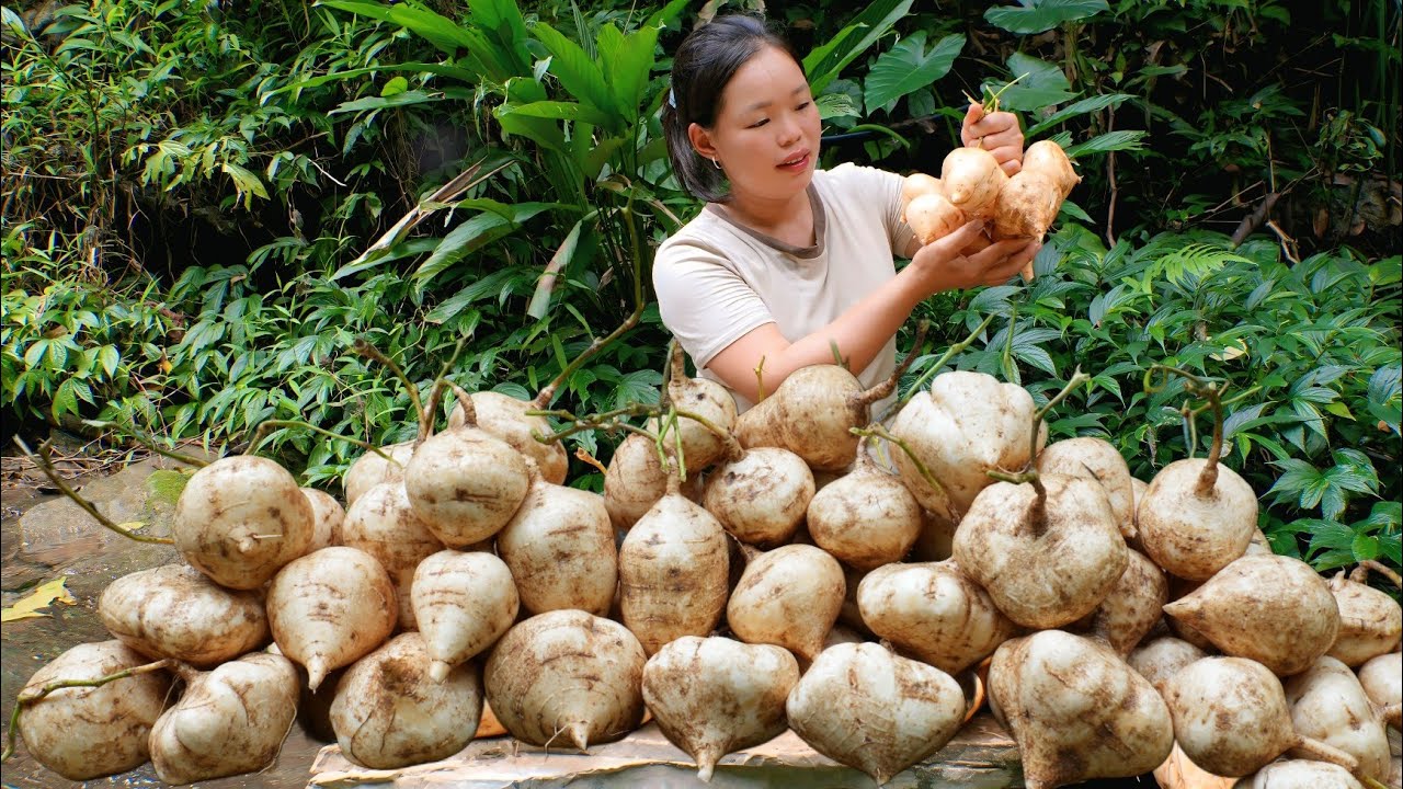 "Hometown Breakfast and the Journey of Harvesting Jicama to Sell at the Market | Trieu Mai Huong".