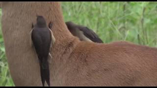 Feb 24, Oxpeckers taking their job like a fine toothed comb