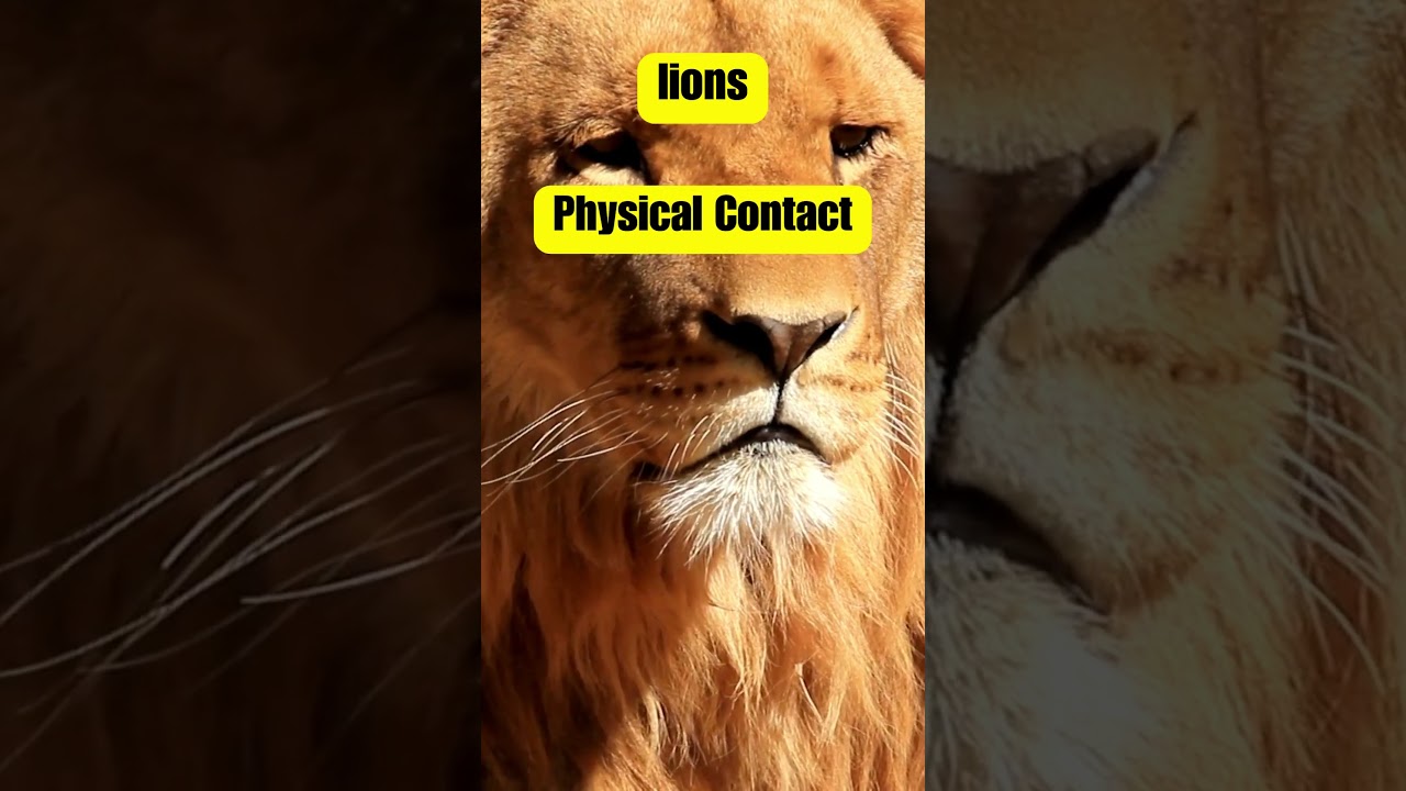 Lion Body Language: Untold Gestures of the Savannah 🦁  