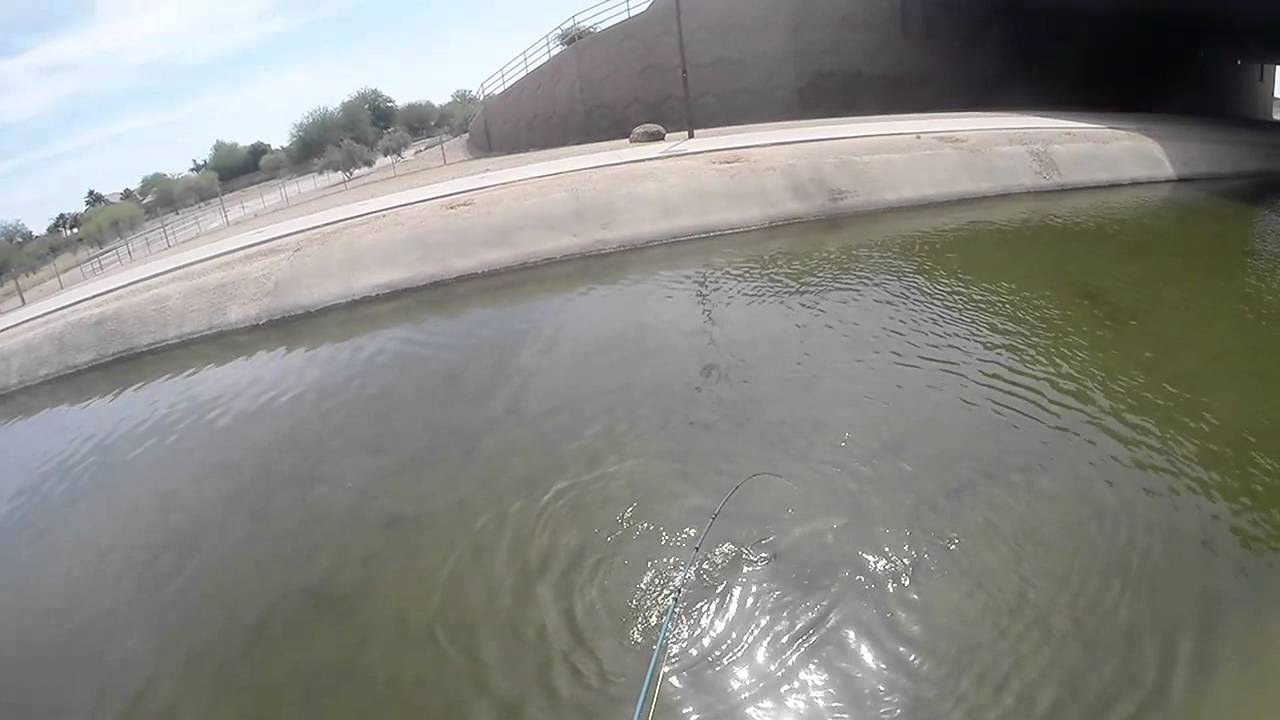 Arizona Canal Carp Fly Fishing YouTube
