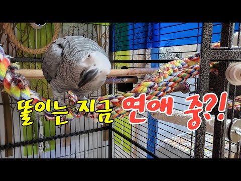 <strong>모바일</strong> <strong>청첩장</strong>[연구대상앵무새똘이] African gray parrot Papagei