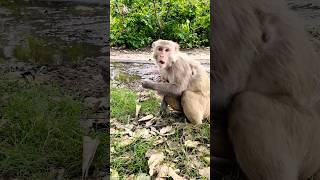 funny monkey video dudu pienge #funny #funnycomedy #funnyanimals #monkeyvideo #trending #viral