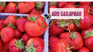 видео: Лия сахарная🍓 наш Фаворит‼️🍓 картинка: Лия сахарная🍓 наш Фаворит‼️🍓