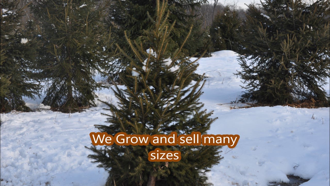 When You Have a Lot Of Deer Plant Norway Spruce Trees YouTube