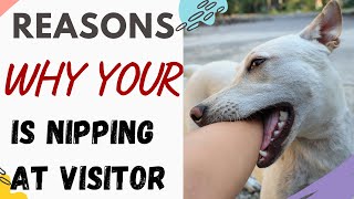 Why Is My Dog Nipping At Visitors: Reasons Why Dog Nip at Visitors Explained