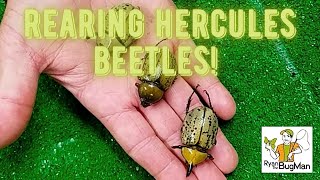 The Ultimate Guide To Rearing Hercules Beetles How To Raise Hercules Beetles