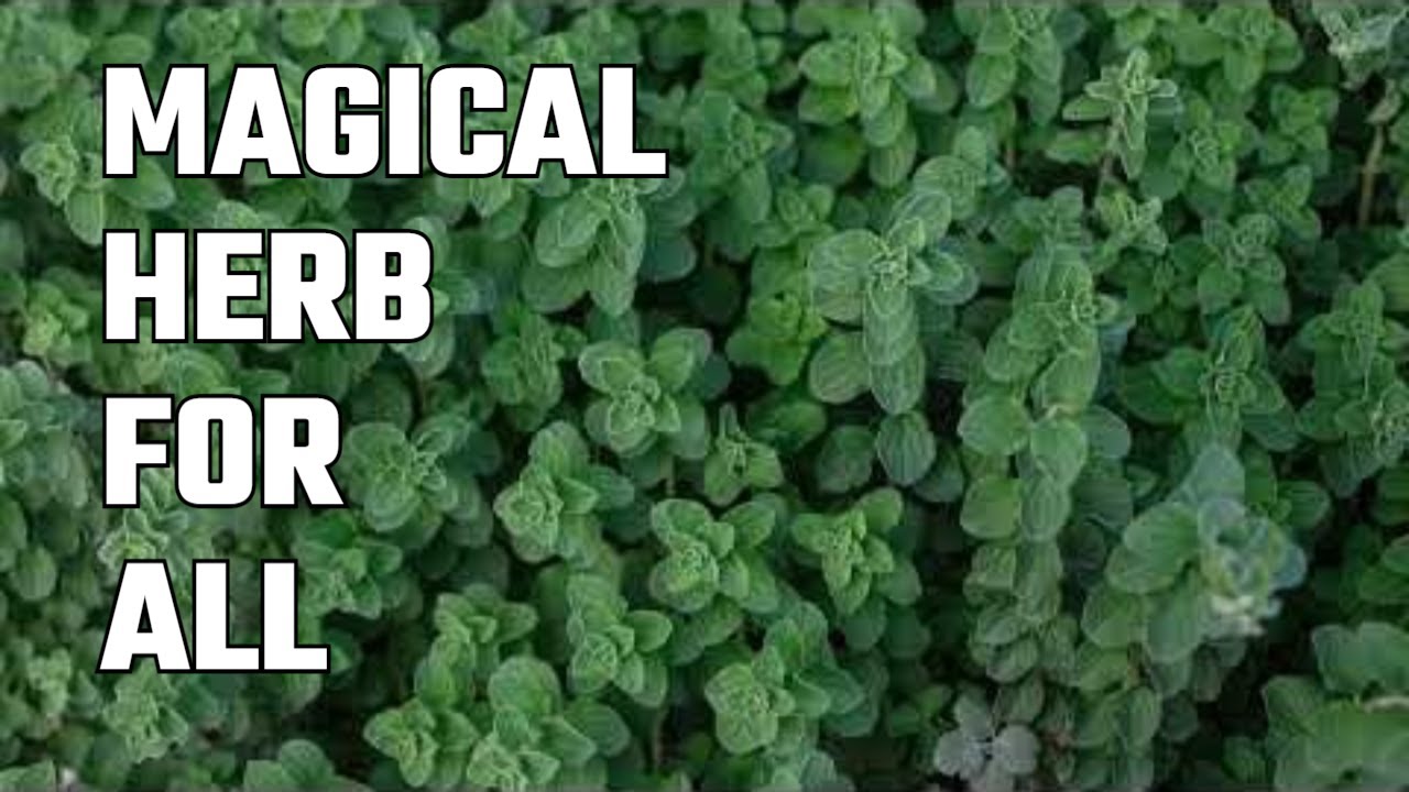 Oregano: The Underrated Super Herb That Could Change Medicine Forever