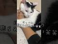 ほっぺたが尋常じゃなく揺れるバイト先のヌッコ  #shorts