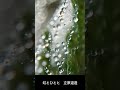 虹とひとと 立原道造