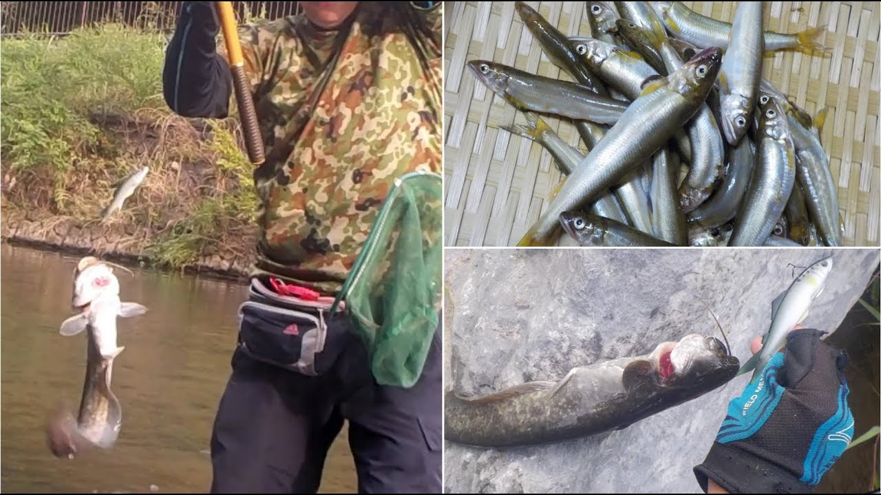 柳瀬川 鮎ごっつぁんです 鮎ルアーに鯰も掛かって 秘技ヌマチチブのカゴ釣り Youtube 柳瀬川 鮎ごっつぁんです 鮎ルアーに鯰も掛かって 秘技ヌマチチブのカゴ釣り Youtube