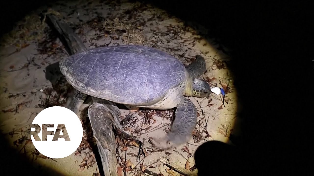 buma hiln Myanmar’s Sea Turtles Fight the Odds | Radio Free Asia (RFA)