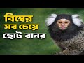 আপনার আঙুলের থেকেও ছোট বানর! 😳 🐒| World’s Smallest Monkey Explained (Pygmy Marmoset)”