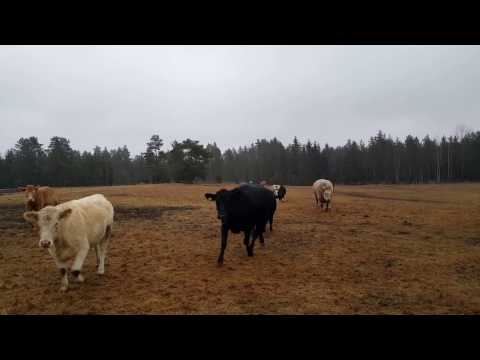 Video: Hur Man Gör En Kornkross