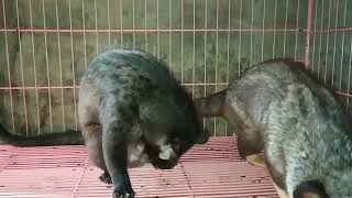 perkawinan yg ke 3 dr betina (CLARA) Muspan mozaic x jantan (ENO) musang pandan