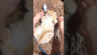 Safest way 😻to clean your cat's ears in just 2 minutes / Cat ear clean | Persian cat | Cat video