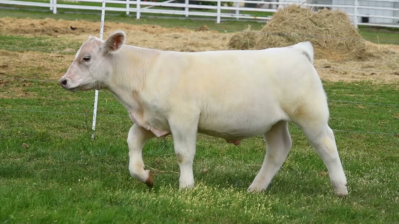 Central Texas : TAG 231