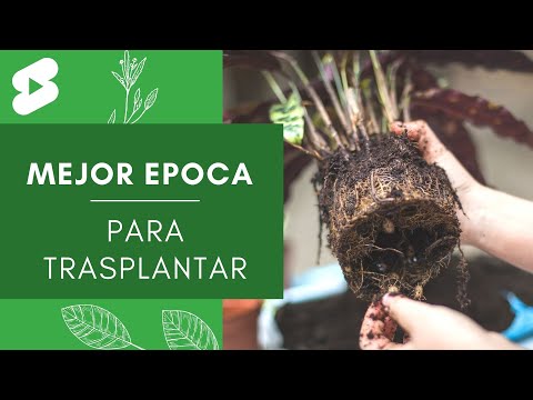 Vídeo: Quina fase de la lluna és millor per plantar?