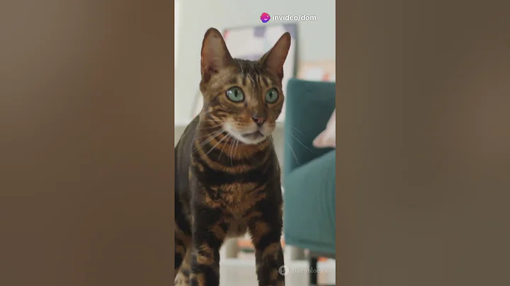 Video 6095171: bombay cat facts, amazing cat facts