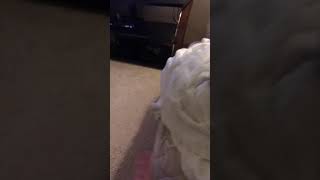 Frenchie And Boston Terrier Puppy Duke It Out