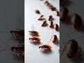Cockroaches Crawling On The Screen 