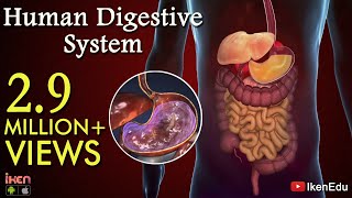 Learn About Human Digestive System | Animation- Part 1| iKen | iKen Edu | iKen App screenshot 5