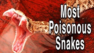 Top Ten Most Poisonous Snakes All Over The World Spreading Knowledge