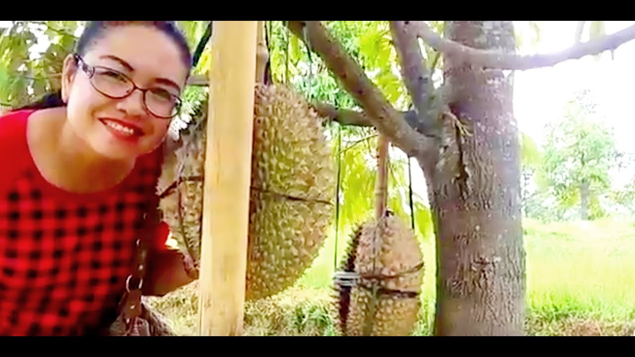 Budidaya DURIAN MONTONG 