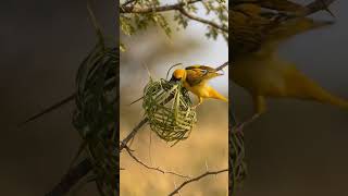 This Bird Builds Like A Pro