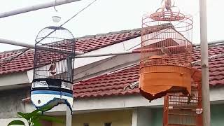 Tes Mental Burung Branjangan Gacor