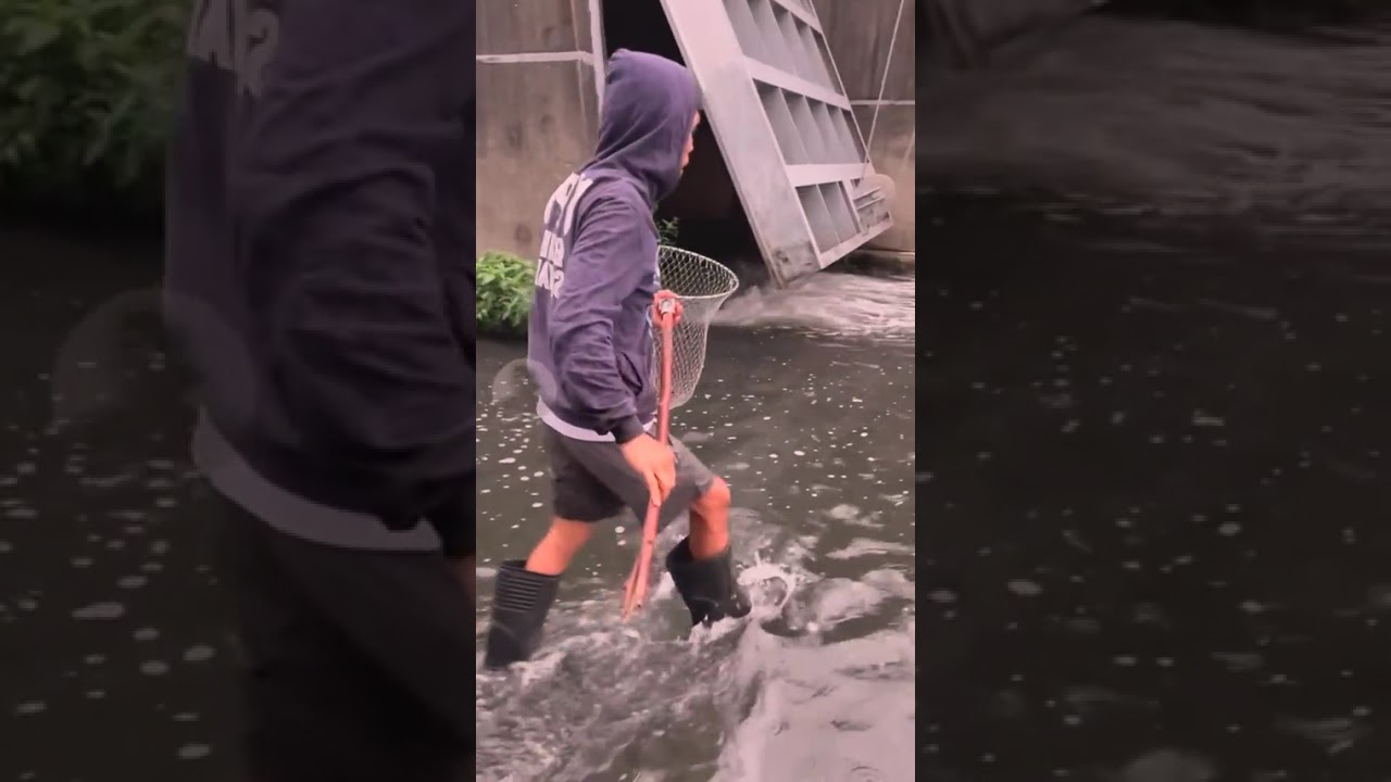 Primitive life, Simple life, Food Life, EP46,#fypage,#catchingfish, #fishing,#handfishing,