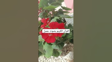 القرآن الكريم بصوت جميل #لايك #quran #ناصر_القطامي #mbc #خالد #تفاعل #خالد_الجليل #تلاوات #حالات
