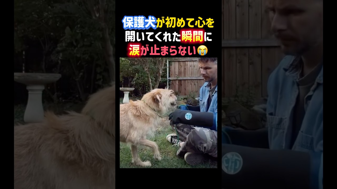 保護犬が初めて心を開いてくれた瞬間に涙が止まらない😭✨ #感動 #犬 #保護犬 #泣ける #ペット #dog #shorts