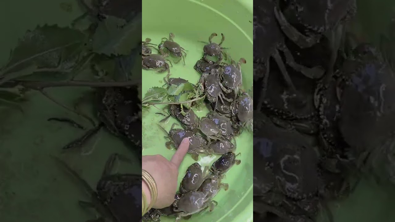 @giathuysan 🦀 Tư vấn nuôi & cung cấp Cua Biển Giống số lượng lớn khu vực Miền Tây @thuysanwork