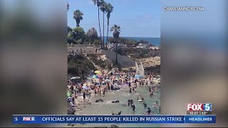 Viral Video Shows Sea Lions Chasing La Jolla Cove Visitors
