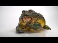 Plump Frog Struggles to have Breakfast (Slow- mo!)